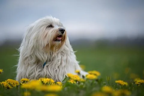 Dandelion Stock Photos