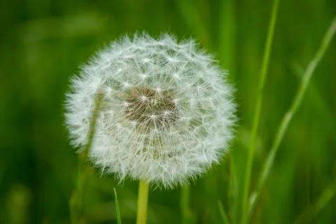 Dandelion Stock Photos