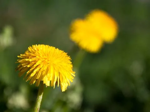 Dandelion Stock Photos