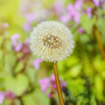 Dandelion 写真素材