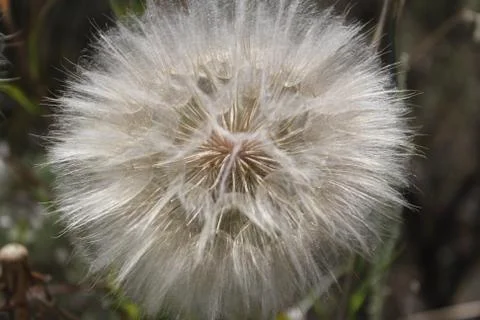 Dandelion Stock Photos