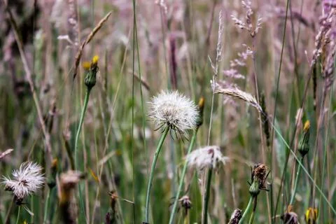 Dandelion Stock Photos