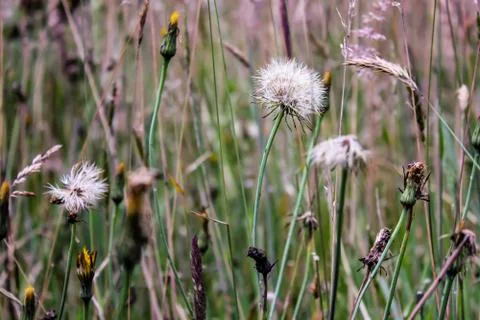 Dandelion Stock Photos