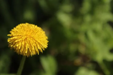 Dandelion Stock Photos