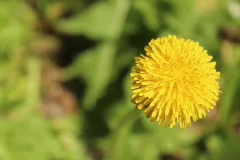 Dandelion Stock Photos