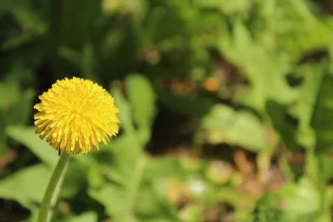 Dandelion Stock Photos