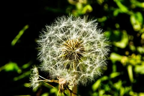 Dandelion Stock Photos