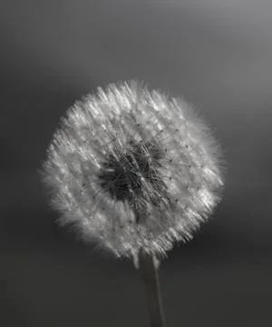 Dandelion Stock Photos