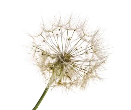 Dandelion Stock Photos