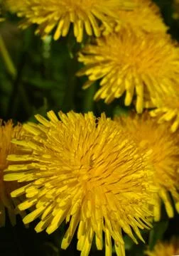 Dandelion Stock Photos