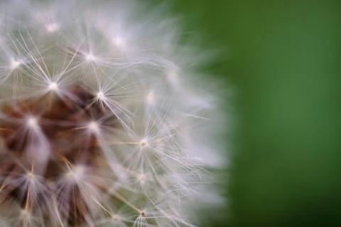 Dandelion. Stock Photos