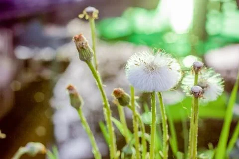Dandelion Stock Photos