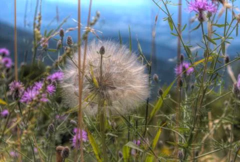 Dandelion  写真素材