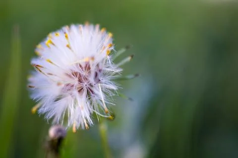 Dandelion Фото