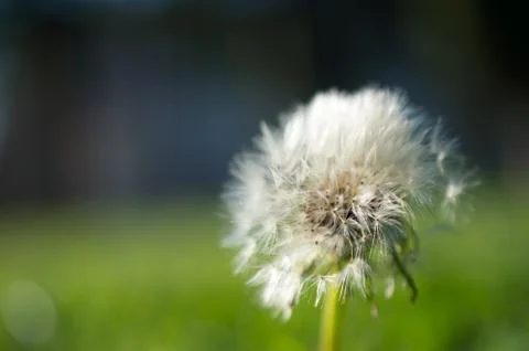 Dandelion Foto stock