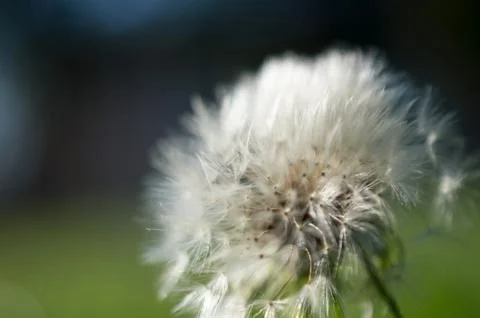 Dandelion Фото