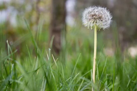 Dandelion Stock Photos