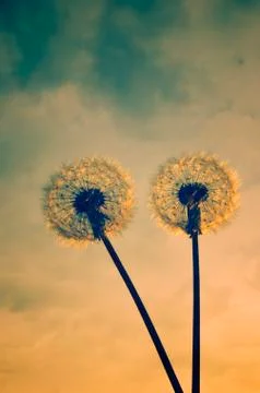 Dandelion 스톡 사진