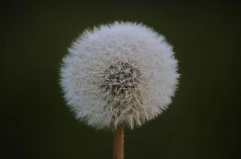 Dandelion 写真素材