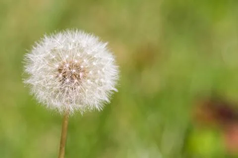 Dandelion Stock Photos