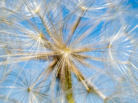 Dandelion. Stock Photos