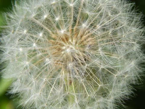 Dandelion Foto stock