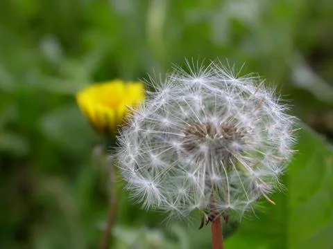 Dandelion Stock Photos