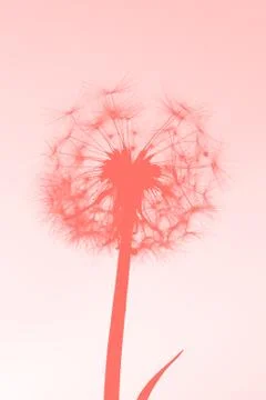 Dandelion Stock Photos