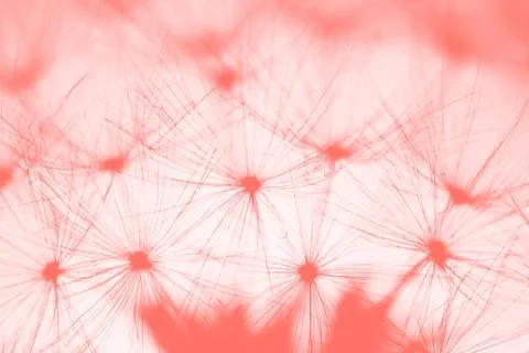 Dandelion Stock Photos