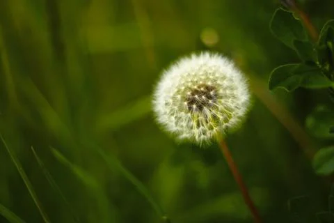 Dandelion 스톡 사진
