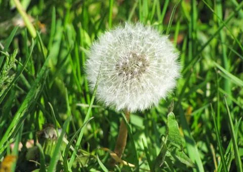 Dandelion Stock Photos