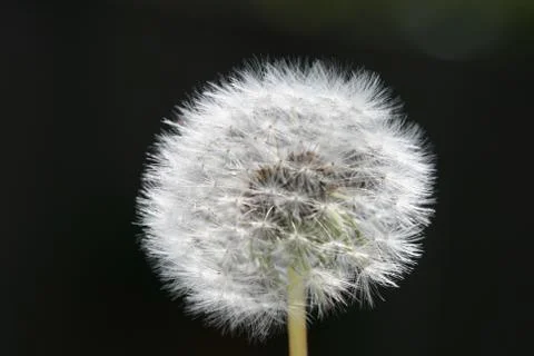Dandelion Stock Photos