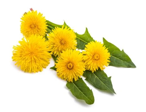 Dandelion Stock Photos