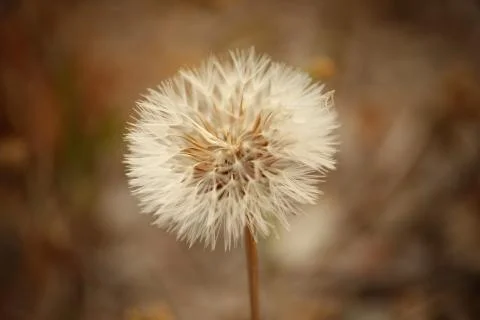 Dandelion Stock Photos