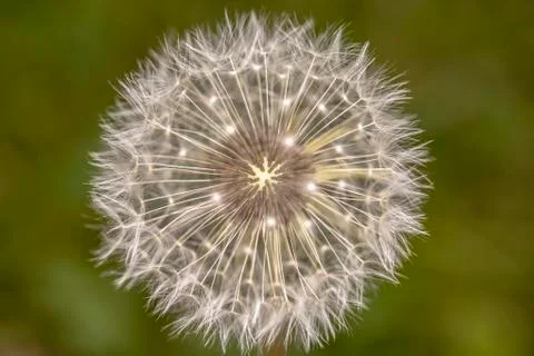 Dandelion Stock Photos