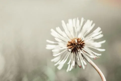 Dandelion Stock Photos