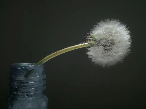 Dandelion Stock Photos