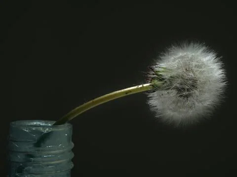 Dandelion Stock Photos