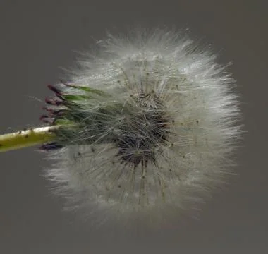 Dandelion Stock Photos
