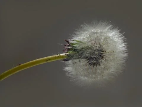 Dandelion Stock Photos