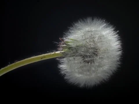 Dandelion Stock Photos