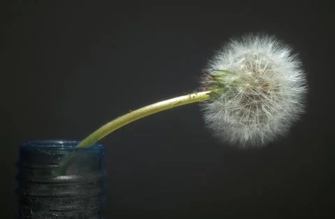 Dandelion Stock Photos