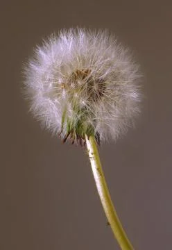 Dandelion Stock Photos