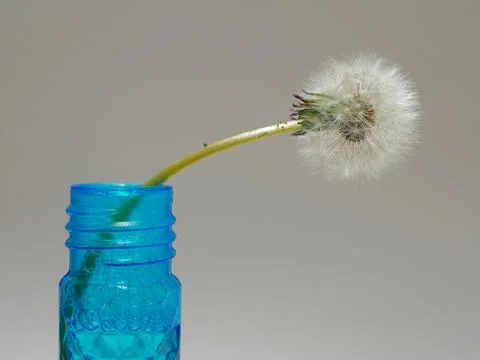 Dandelion Stock Photos