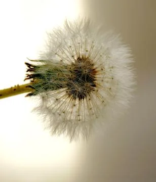 Dandelion Stock Photos