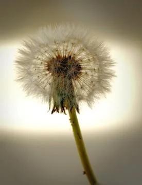 Dandelion Stock Photos