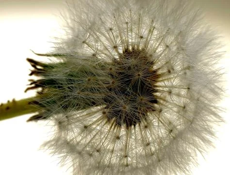 Dandelion Stock Photos