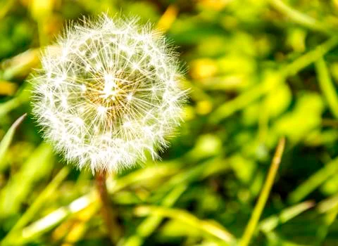 Dandelion Stock Photos