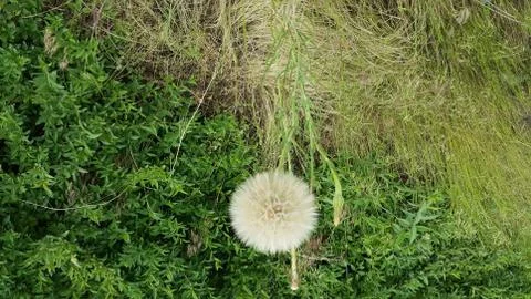 Dandelion Stock Photos