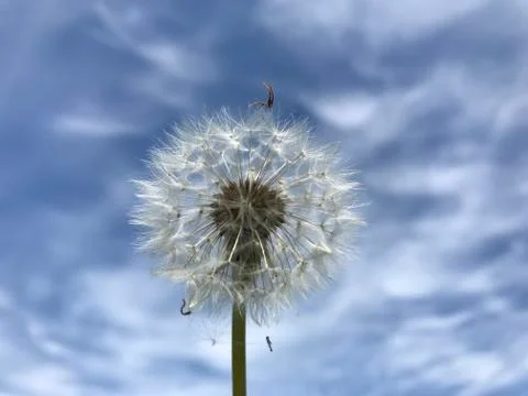 Dandelion Stock Photos